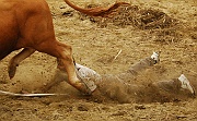 Rodeo_41